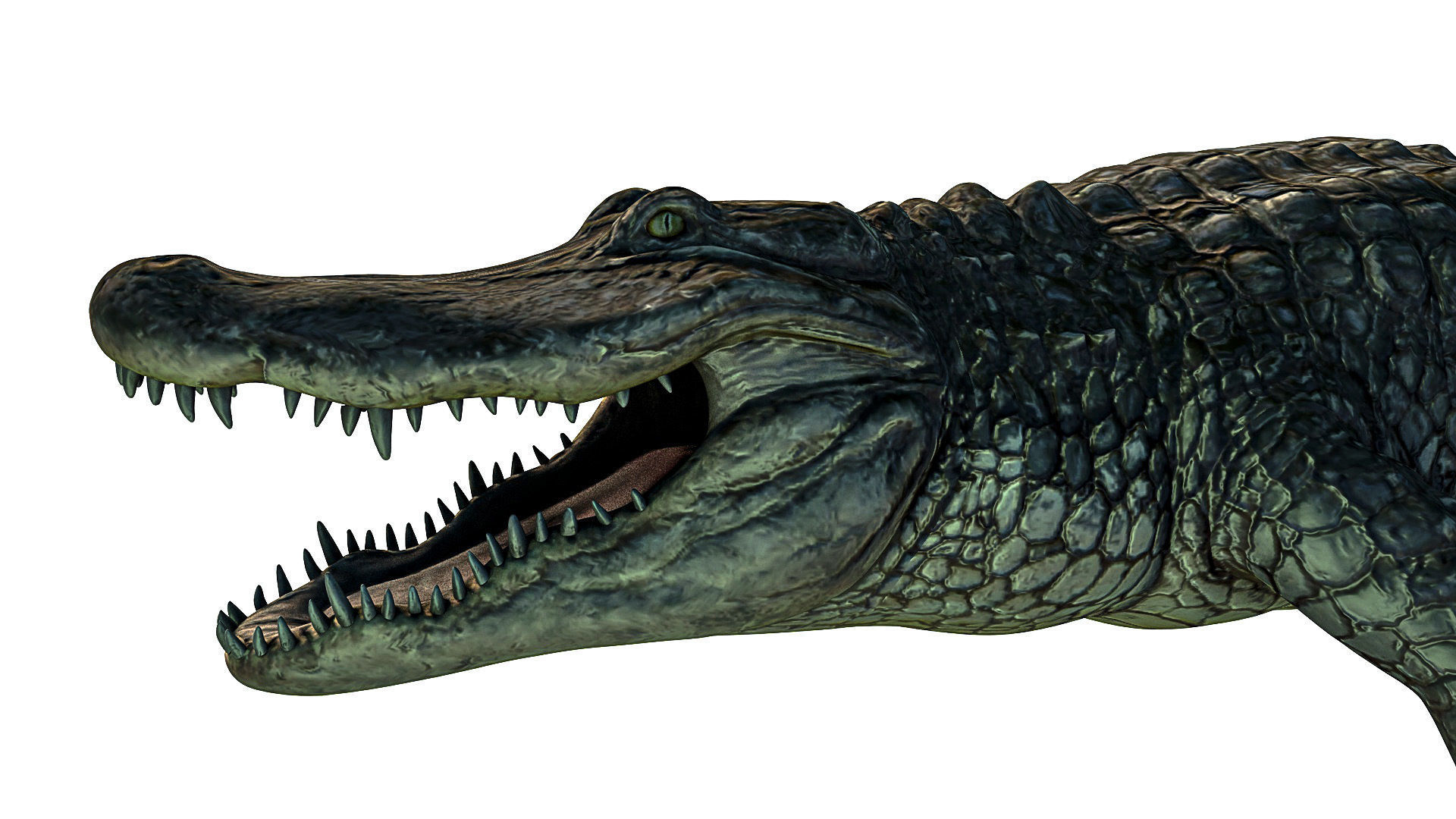 Alligator crocodile Low-poly 3D model_2