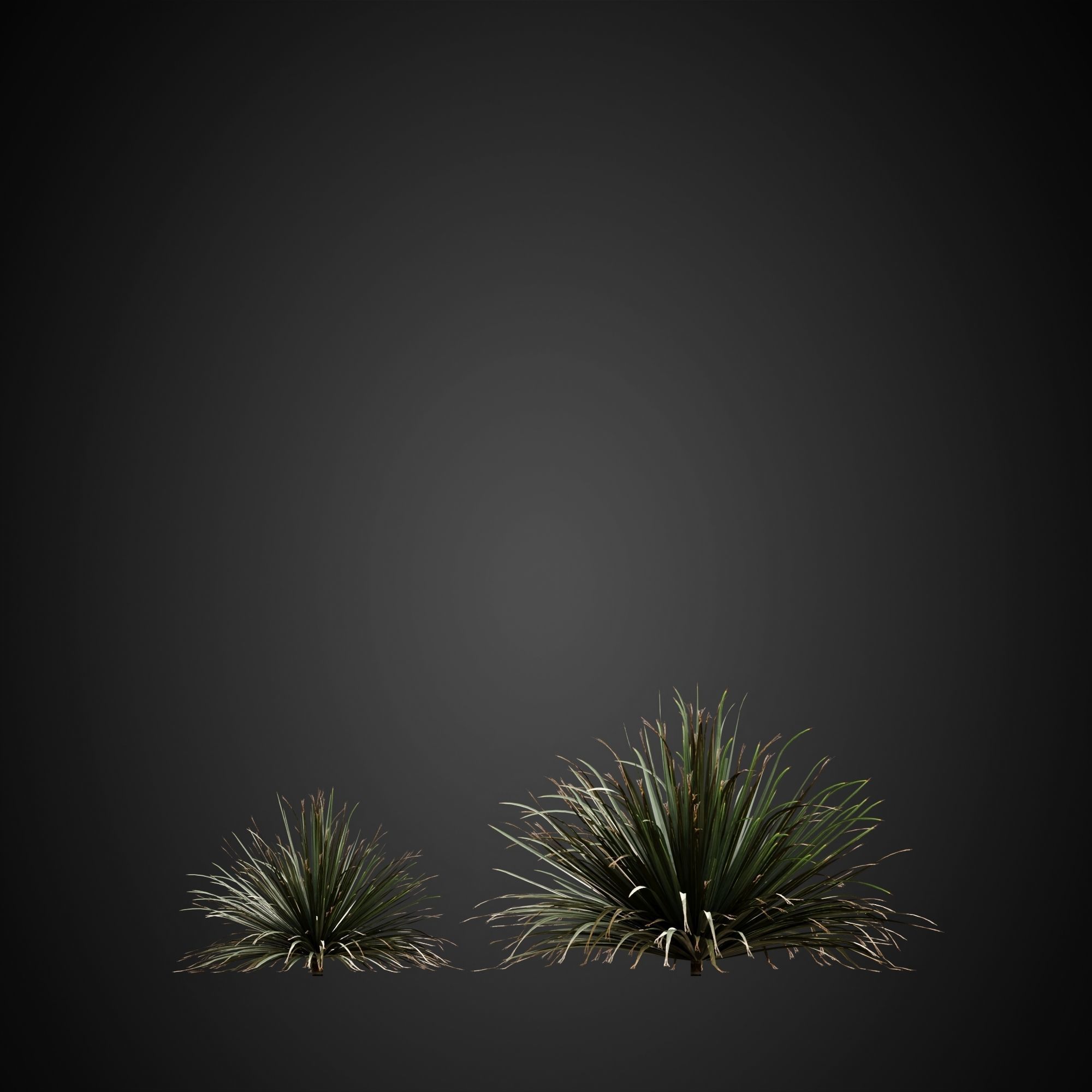 HeliosVegetation vol3 - Palm trees and bushes  VRAY 3D model_12