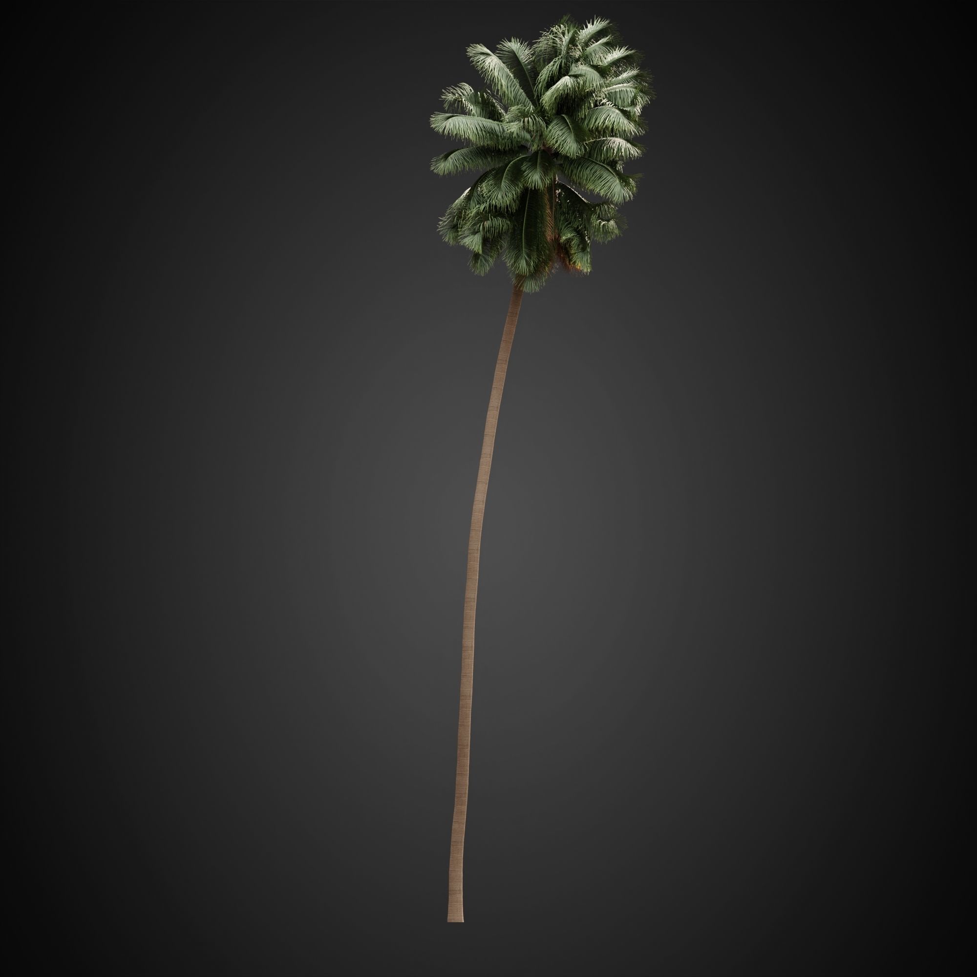 HeliosVegetation vol3 - Palm trees and bushes  VRAY 3D model_13