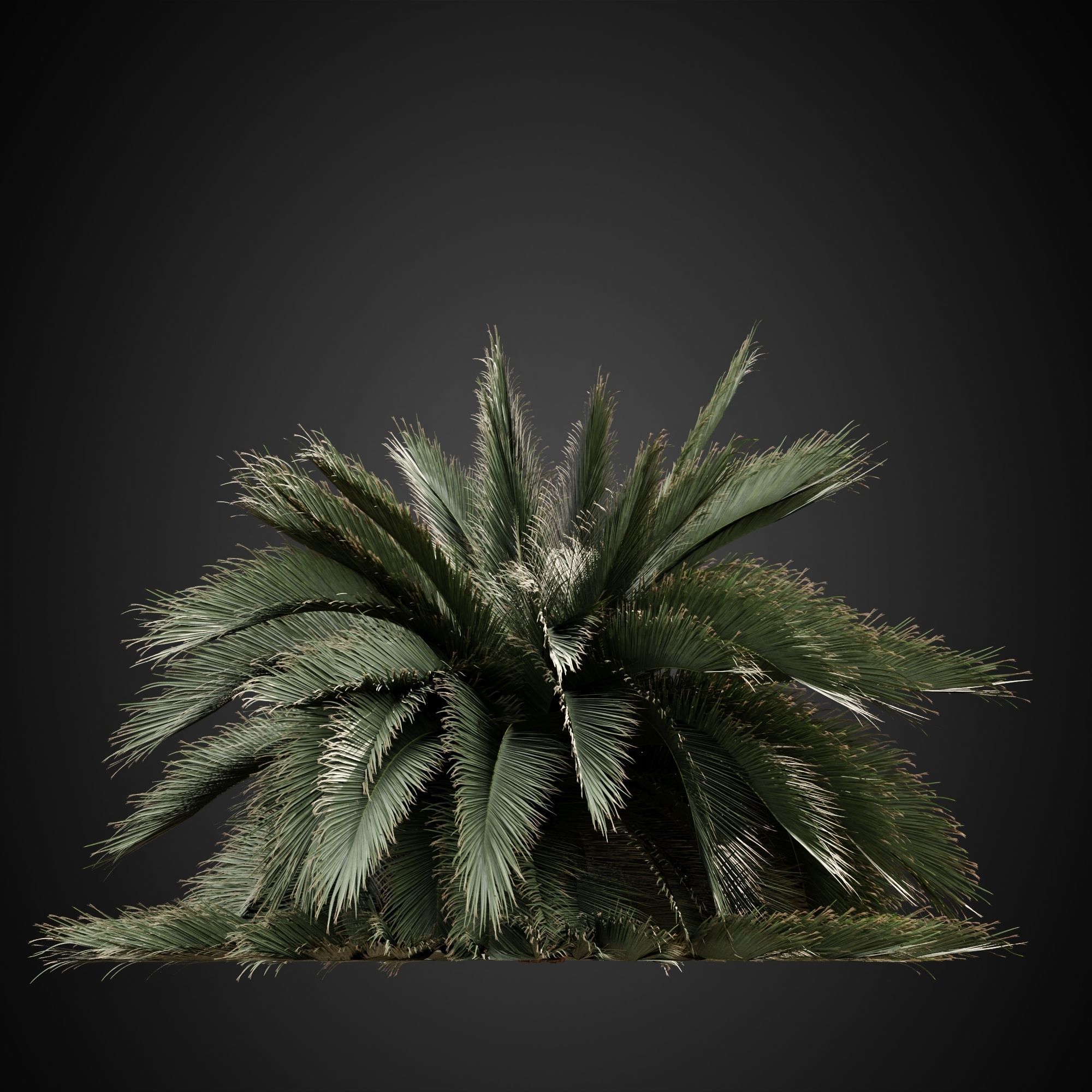 HeliosVegetation vol3 - Palm trees and bushes  VRAY 3D model_9