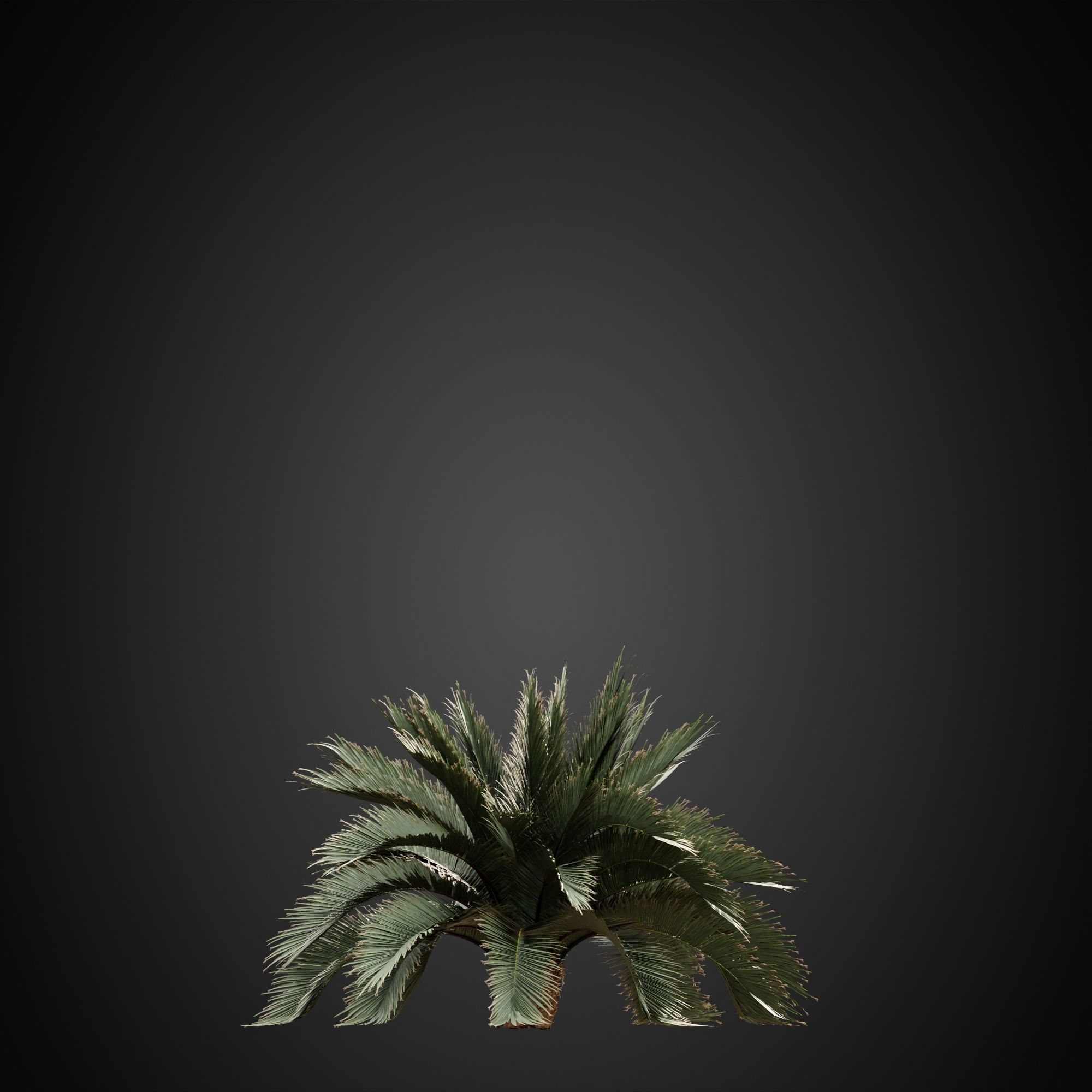 HeliosVegetation vol3 - Palm trees and bushes  VRAY 3D model_7