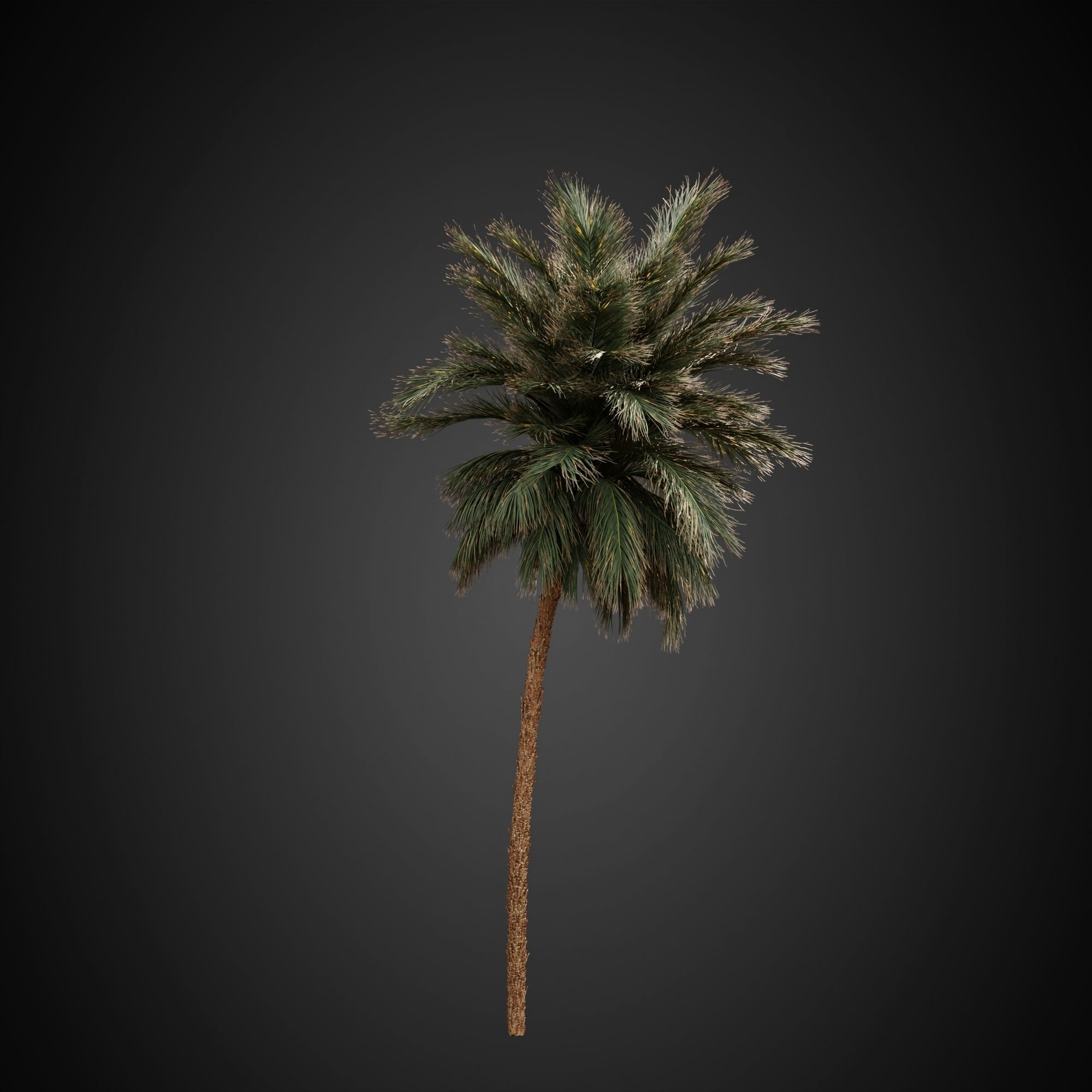 HeliosVegetation vol3 - Palm trees and bushes  VRAY 3D model_4