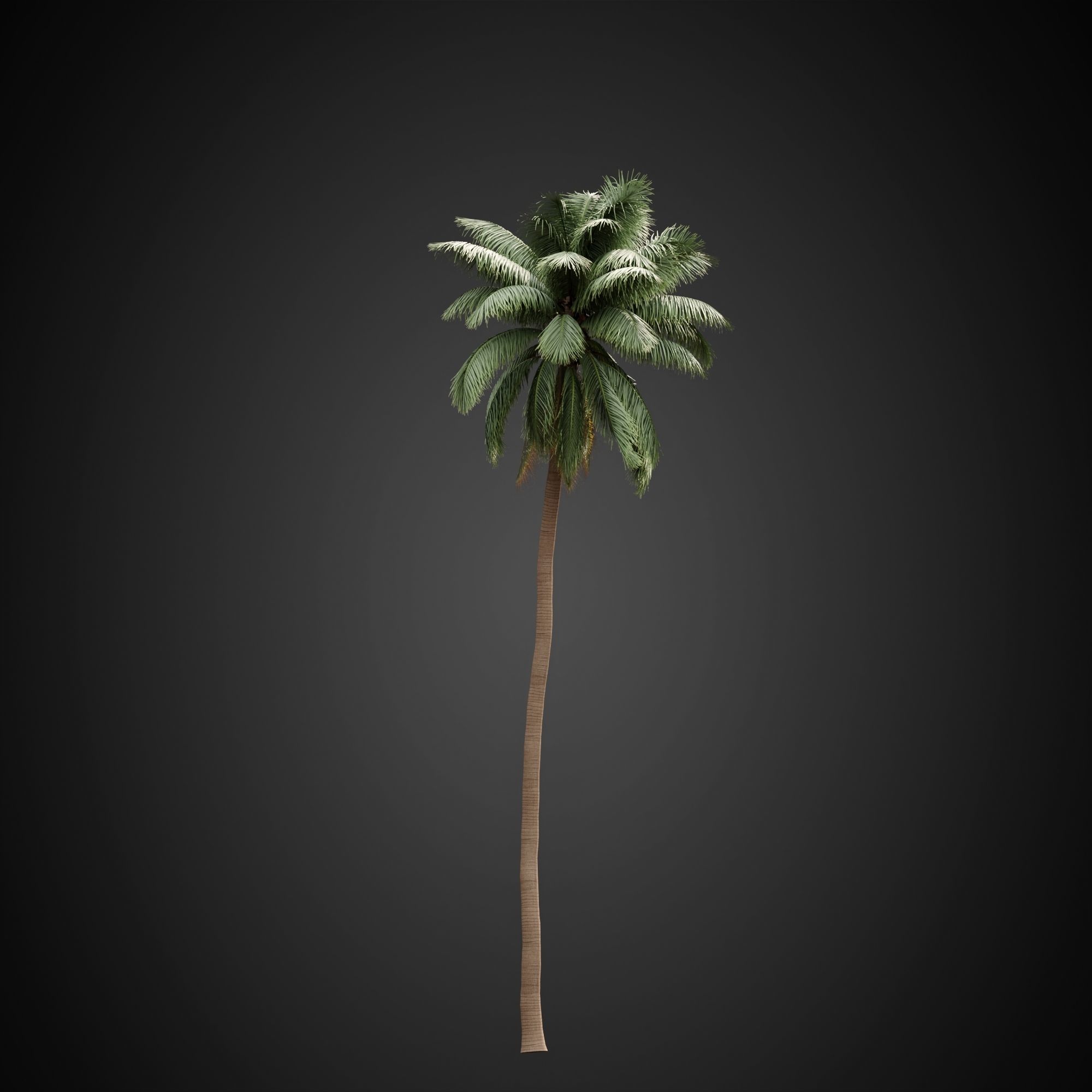 HeliosVegetation vol3 - Palm trees and bushes  VRAY 3D model_2