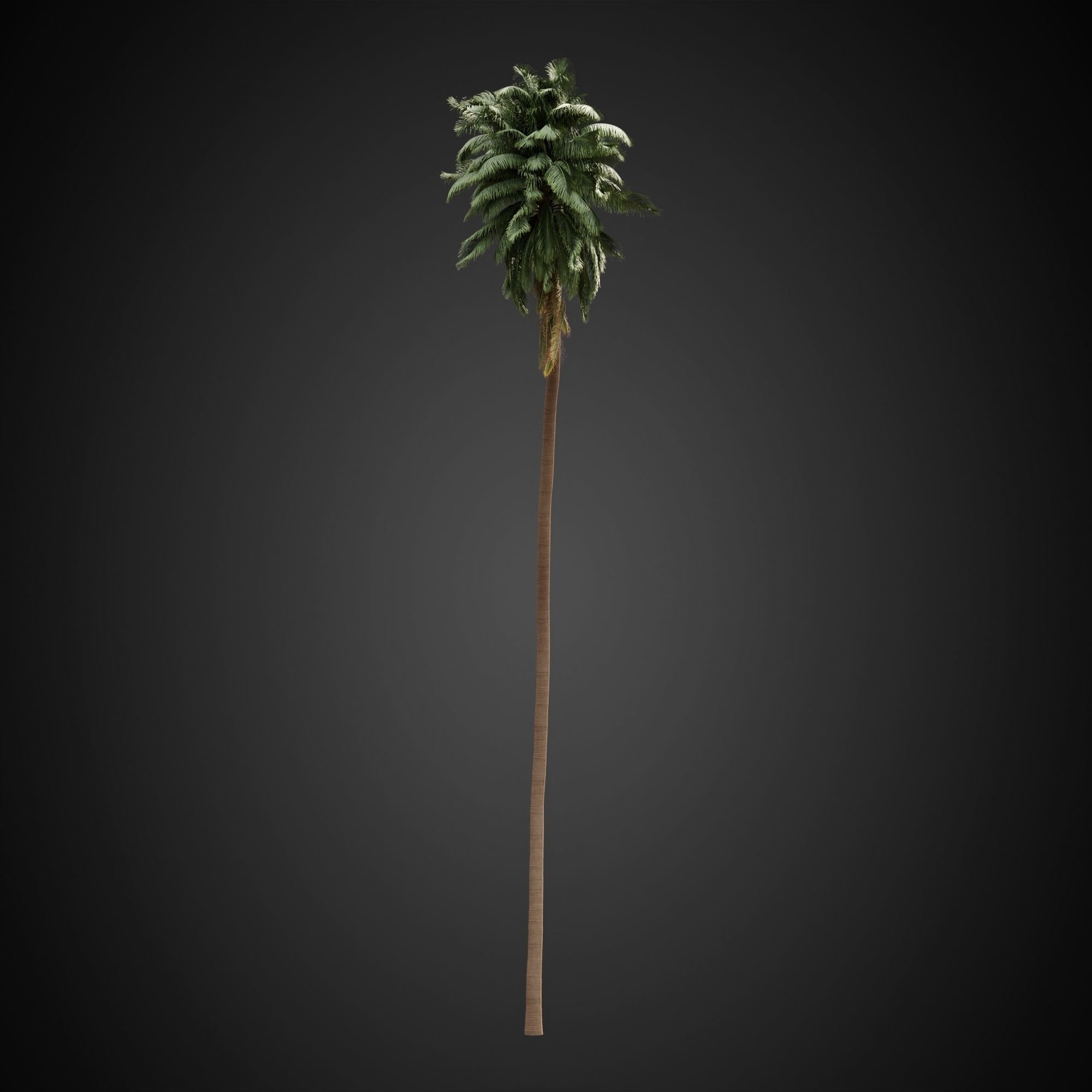 HeliosVegetation vol3 - Palm trees and bushes  VRAY 3D model_10