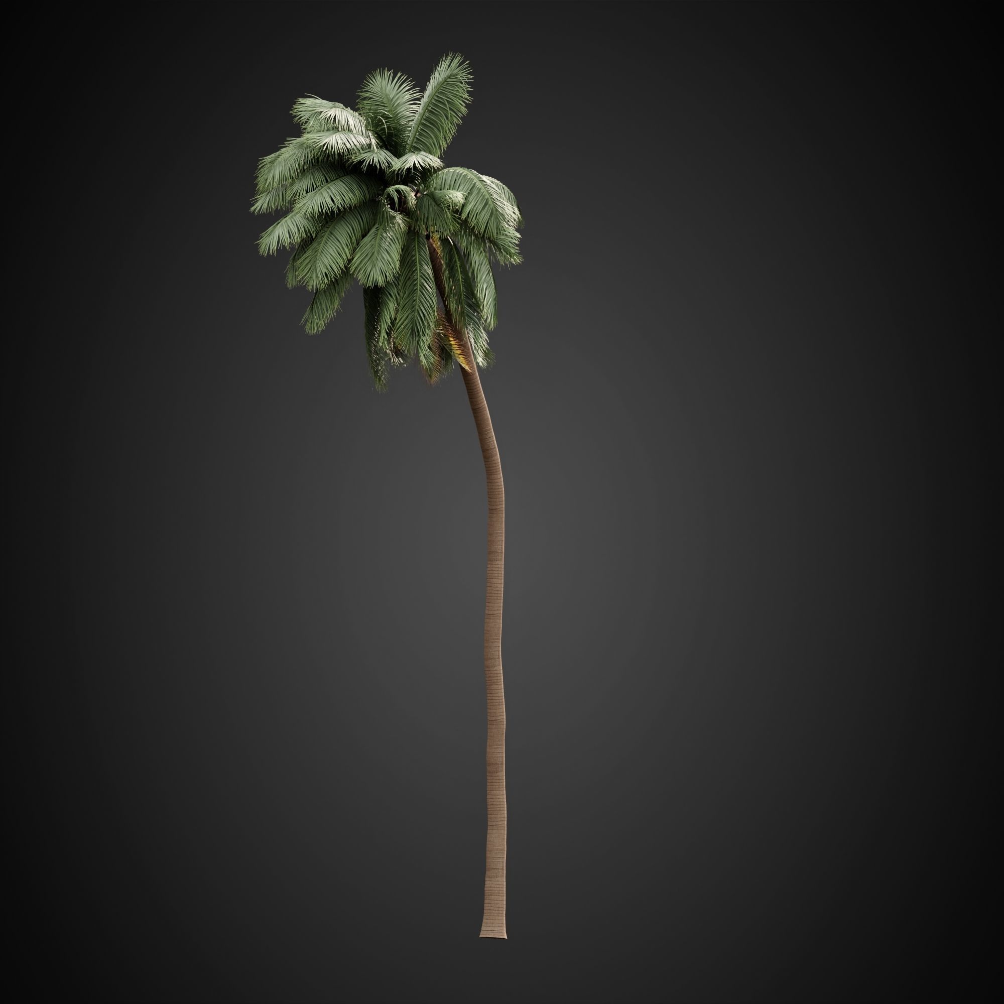 HeliosVegetation vol3 - Palm trees and bushes  VRAY 3D model_16