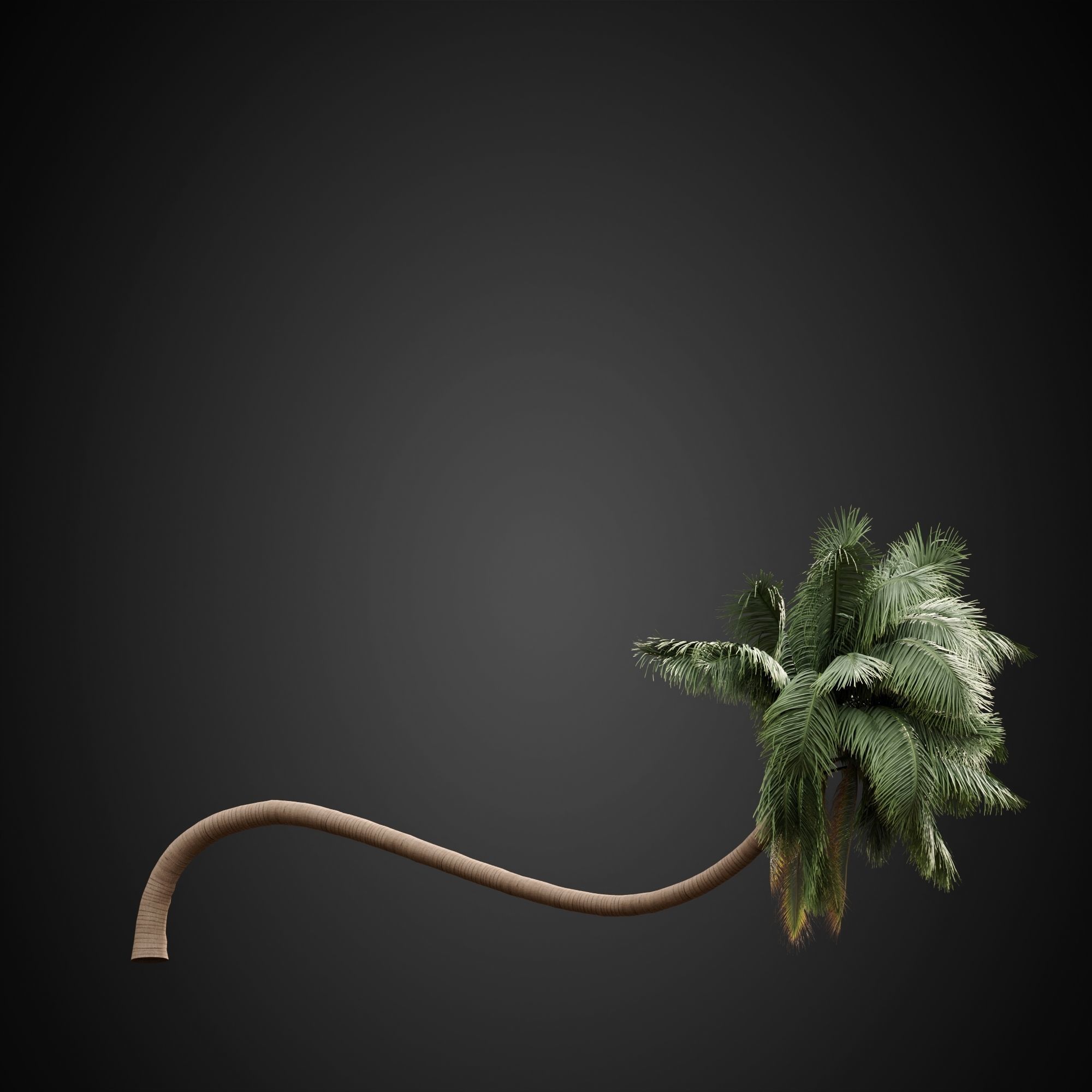 HeliosVegetation vol3 - Palm trees and bushes  VRAY 3D model_15