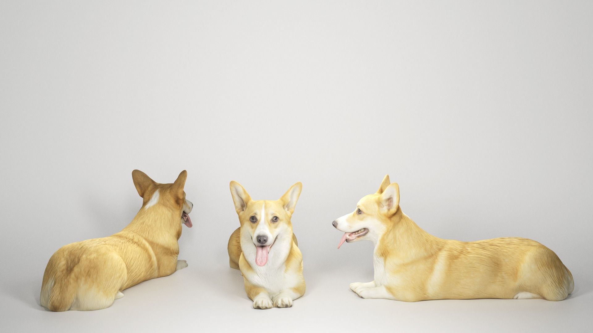 Corgi dog lying 03 Low-poly 3D model_2