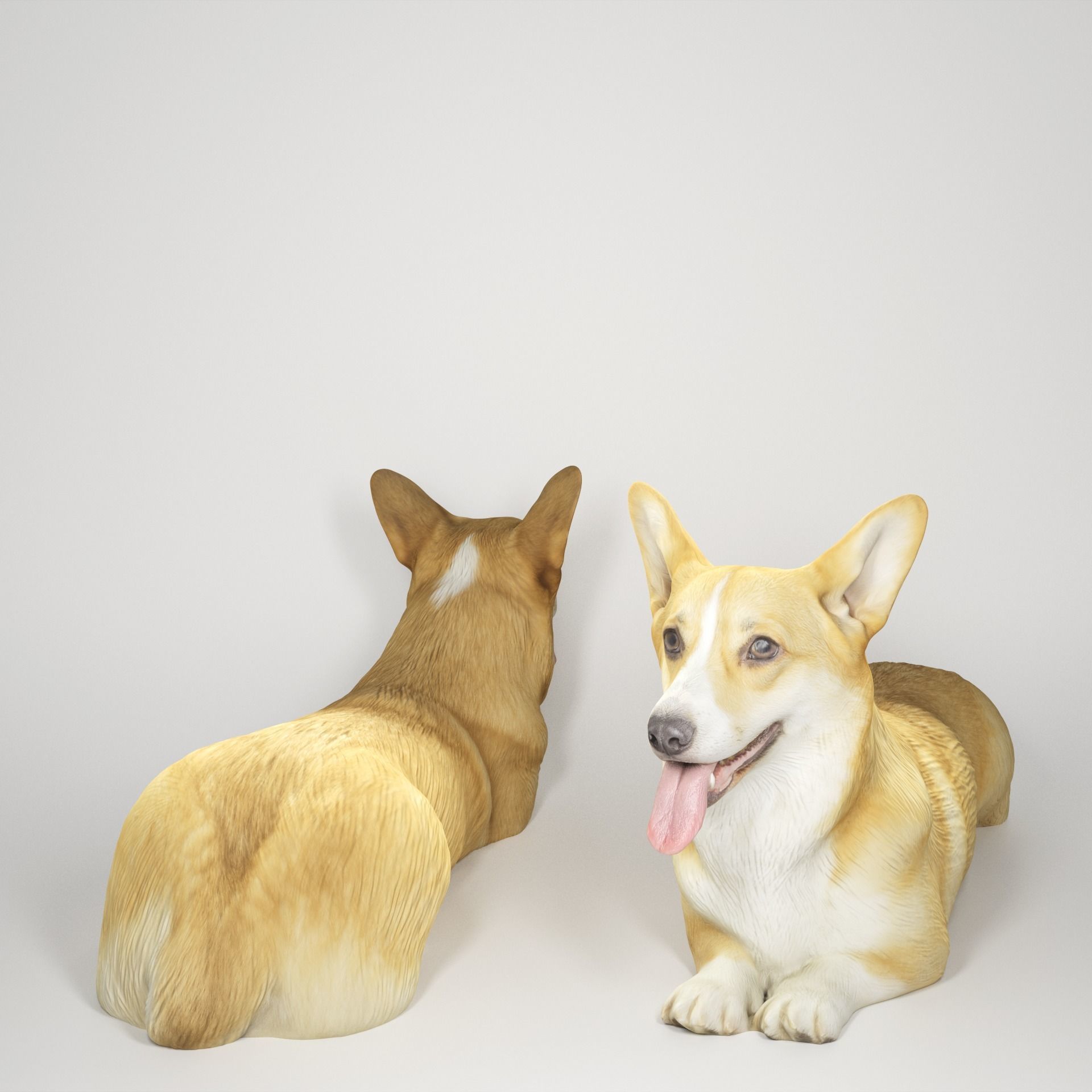 Corgi dog lying 03 Low-poly 3D model_1