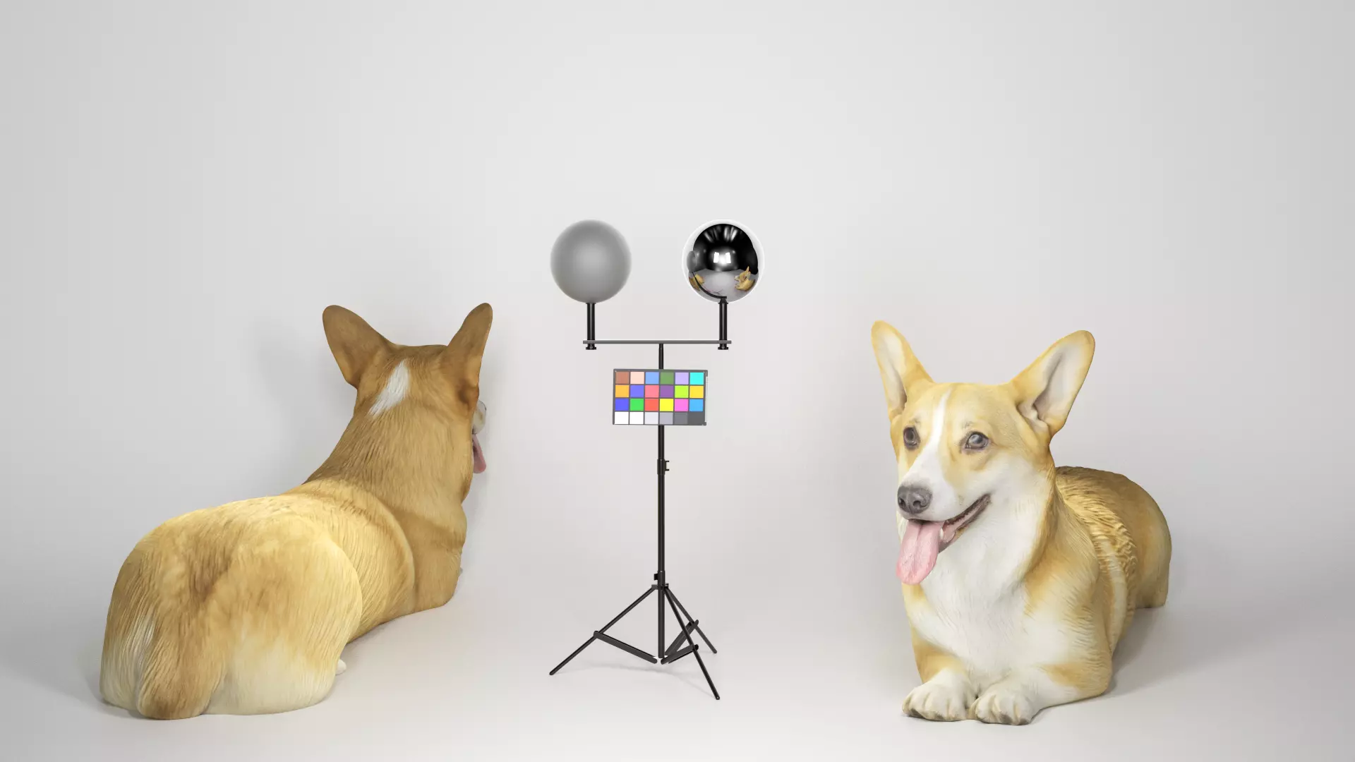 Corgi dog lying 03 Low-poly 3D model_0