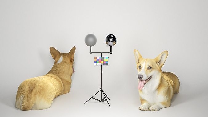Corgi dog lying 03 Low-poly 3D model