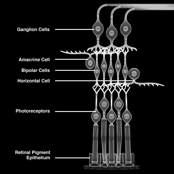 Retina Neurons Infographic 3D model_1