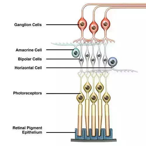 Retina Neurons Infographic 3D model