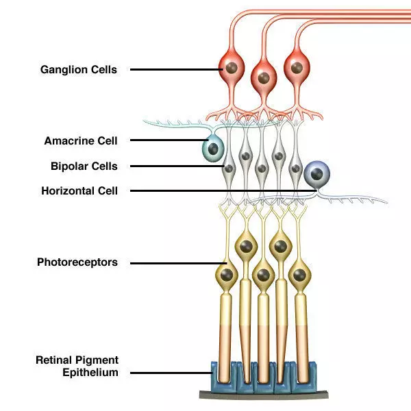 Retina Neurons Infographic 3D model_0