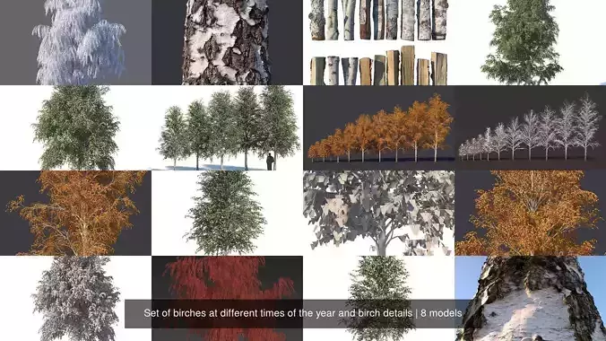 Set of birches at different times of the year and birch details