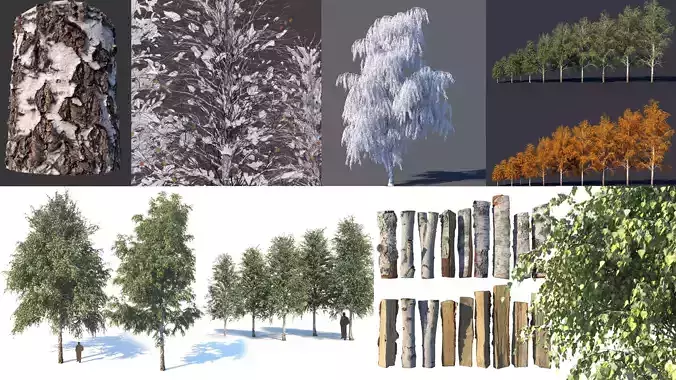 Set of birches at different times of the year and birch details 3D Model Collection
