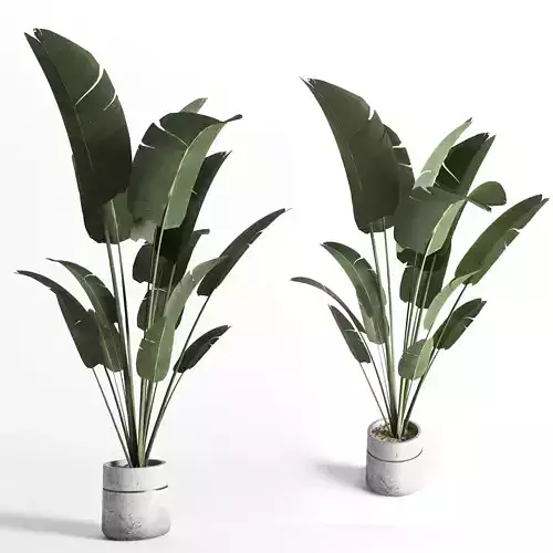 Indoor plant 02
