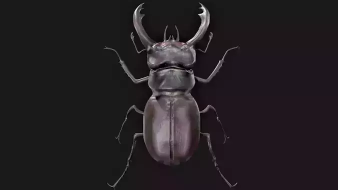 Stag Beetle Rigged