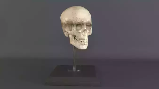 Skull 3D Model human