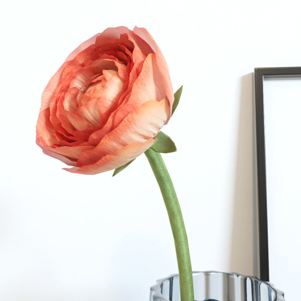 Ranunculus decorative set Free 3D model_1