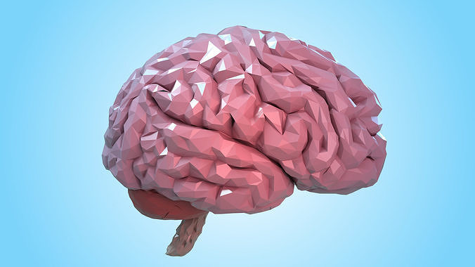 Brain human Low-poly 3D model
