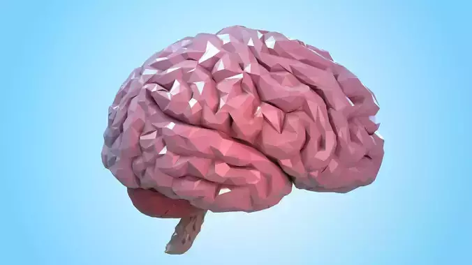 Brain human Low-poly 3D model