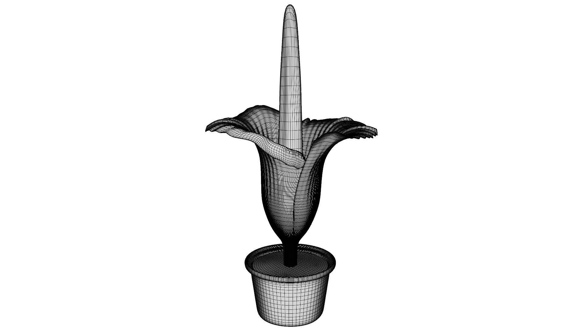 Titan Arum 3D model_11