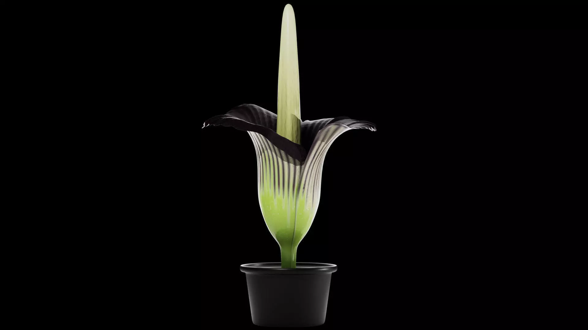 Titan Arum 3D model_0