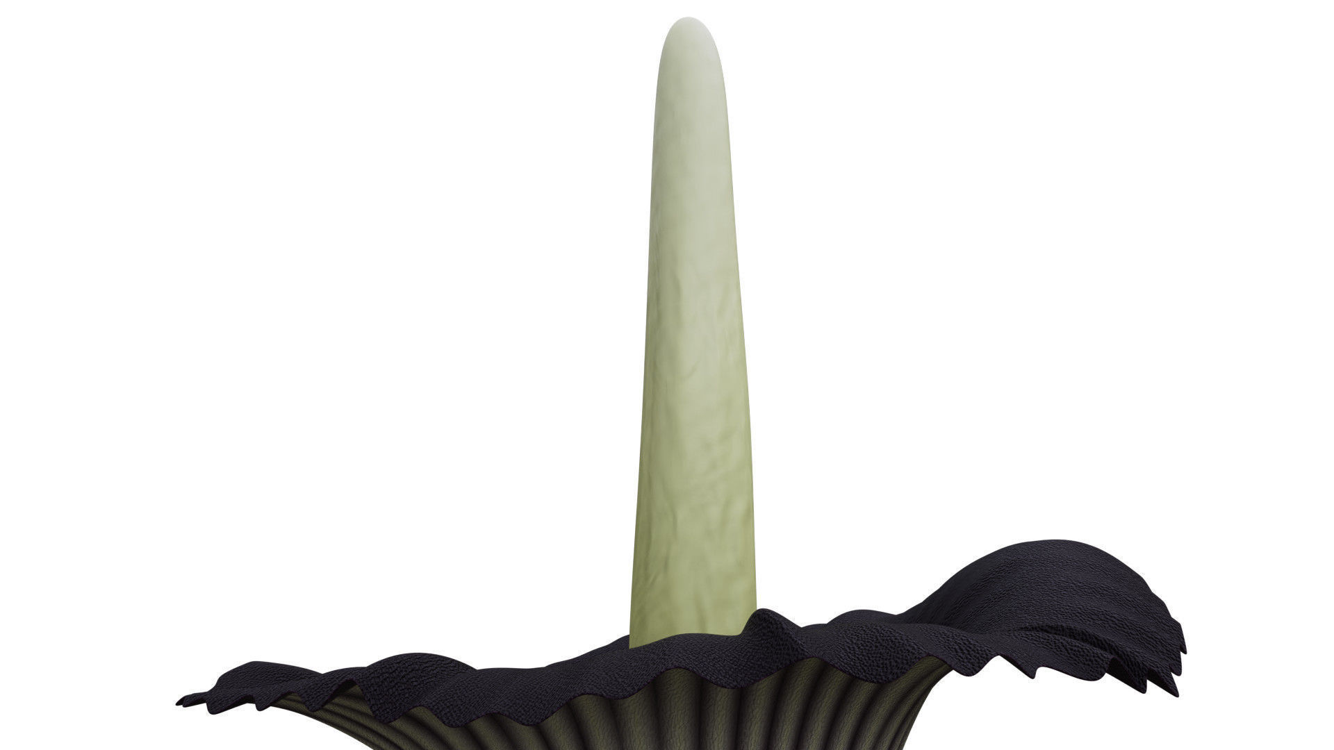 Titan Arum 3D model_7