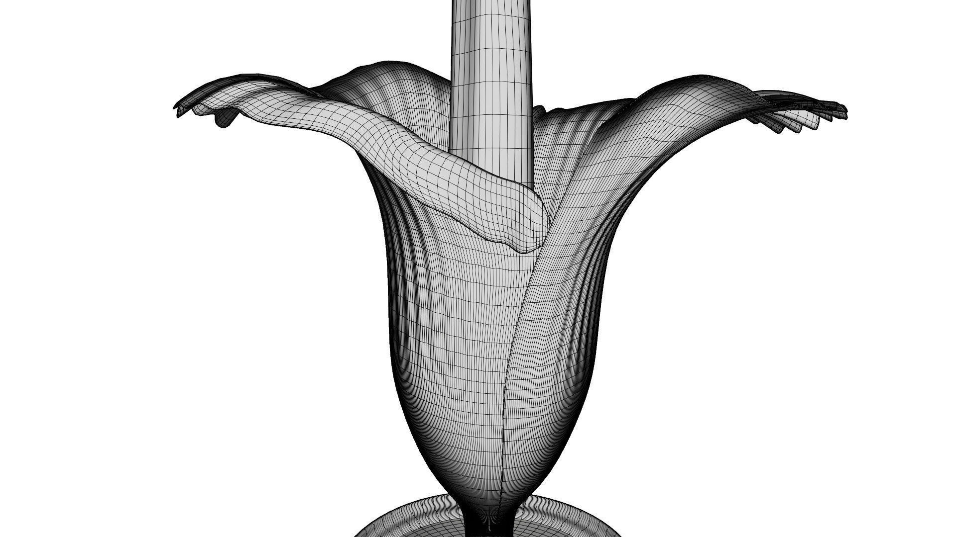 Titan Arum 3D model_12
