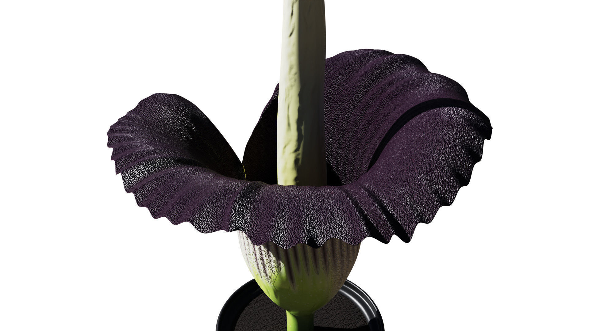 Titan Arum 3D model_8