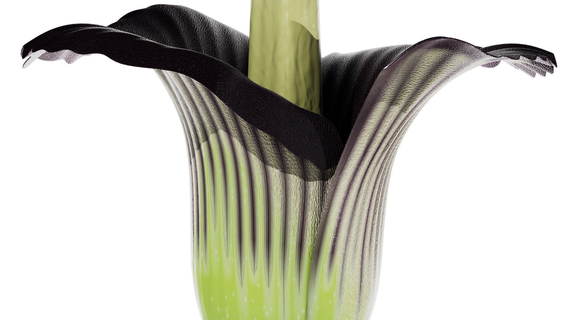 Titan Arum 3D model_2