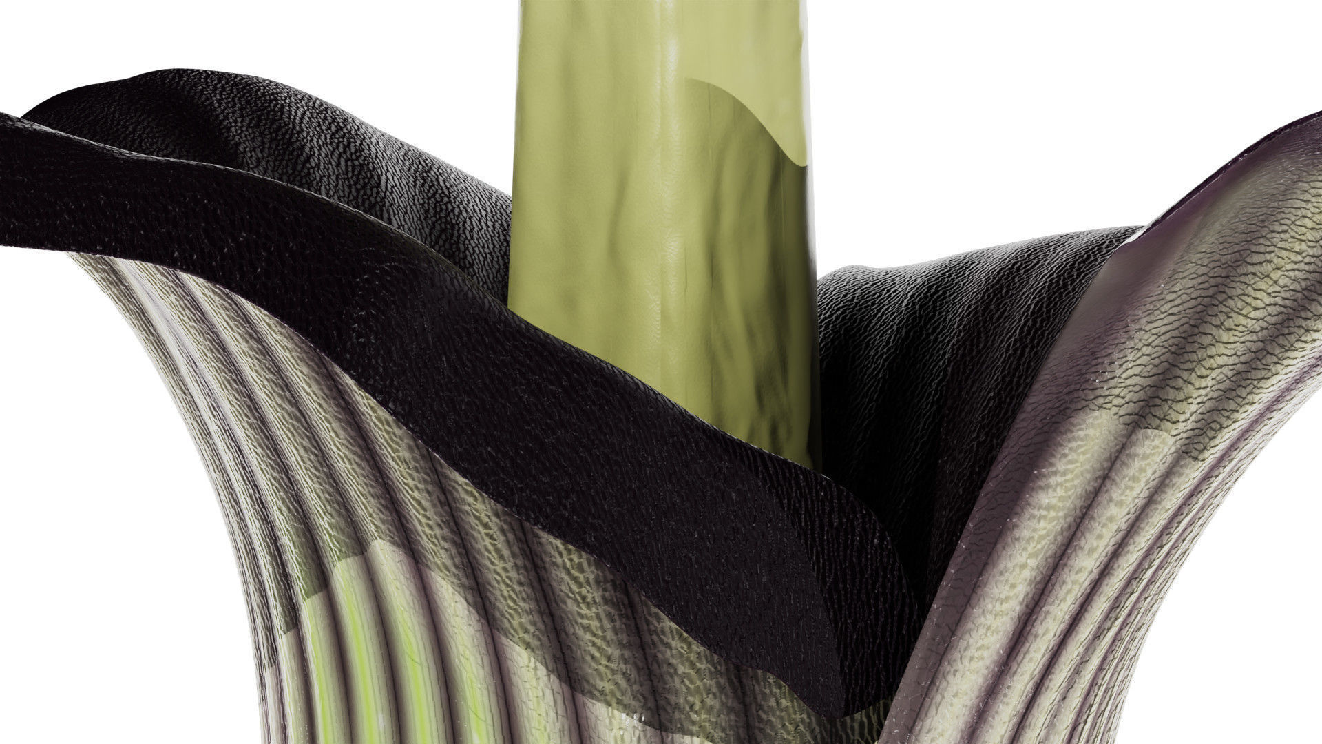 Titan Arum 3D model_3