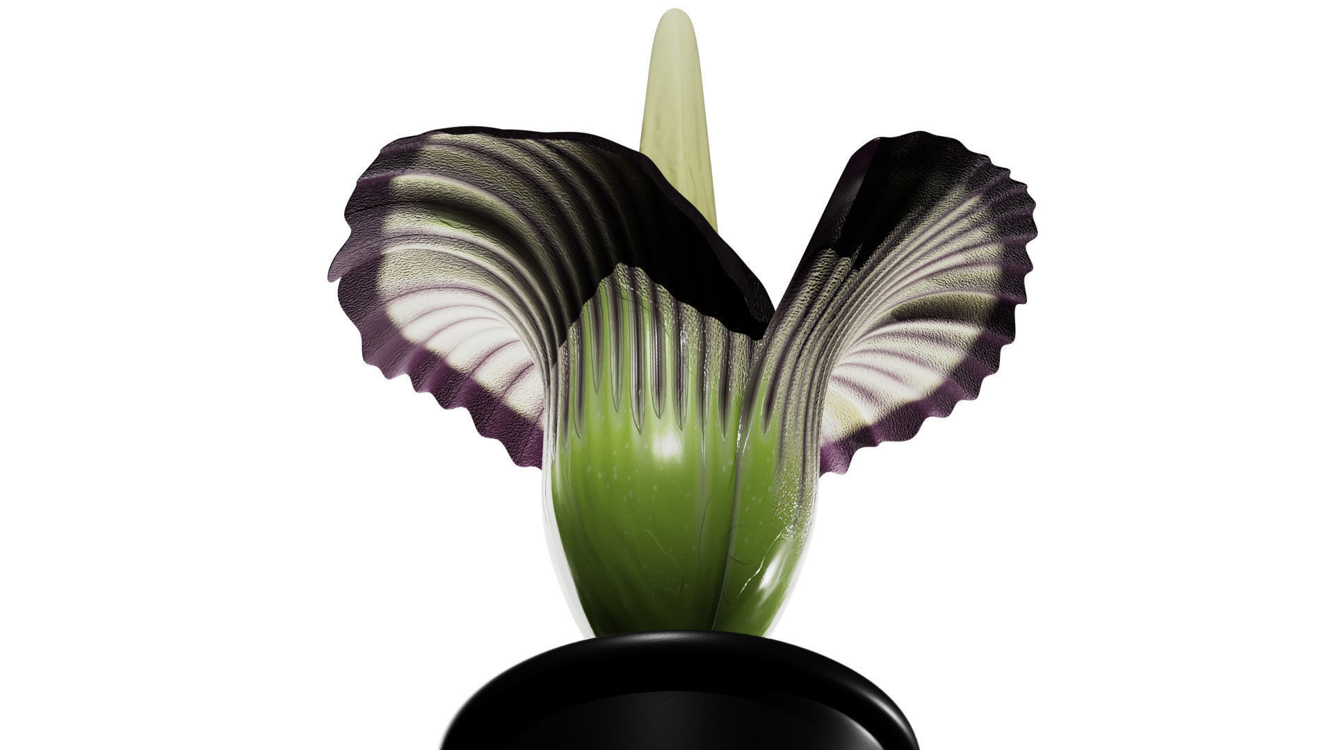 Titan Arum 3D model_6