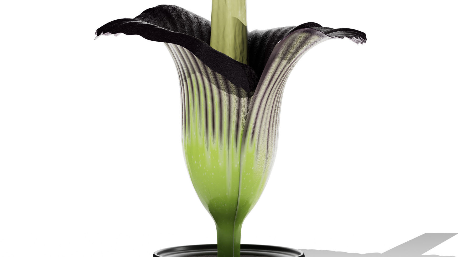 Titan Arum 3D model_1