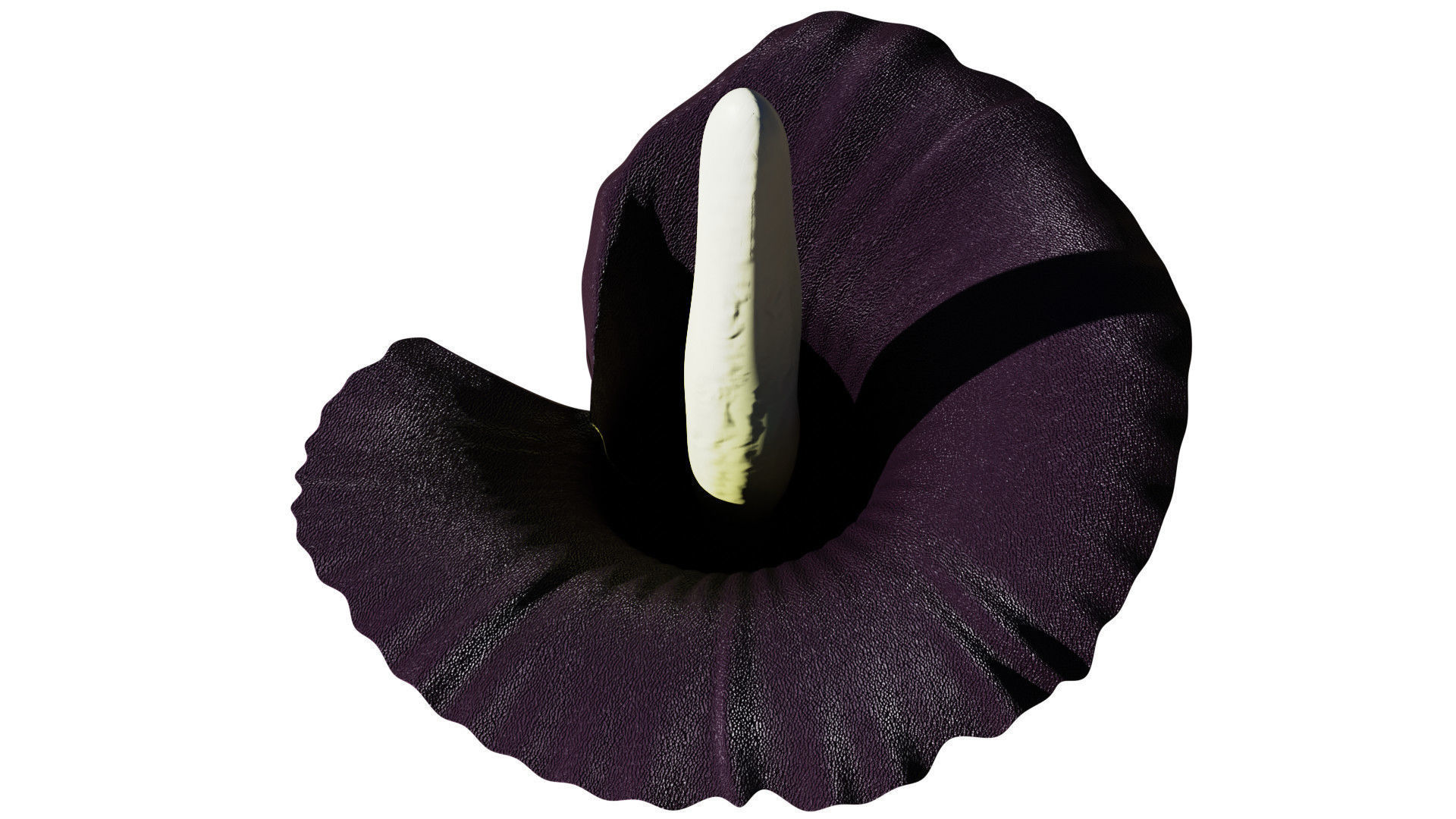 Titan Arum 3D model_9