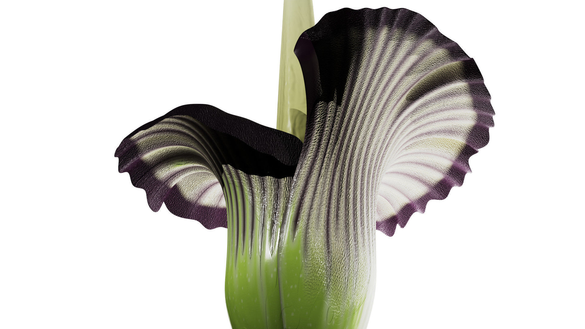 Titan Arum 3D model_5