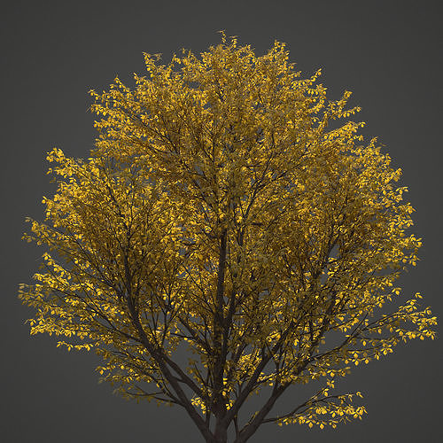 2021 Nikko Maple Collection - Acer Nikoense  3D model