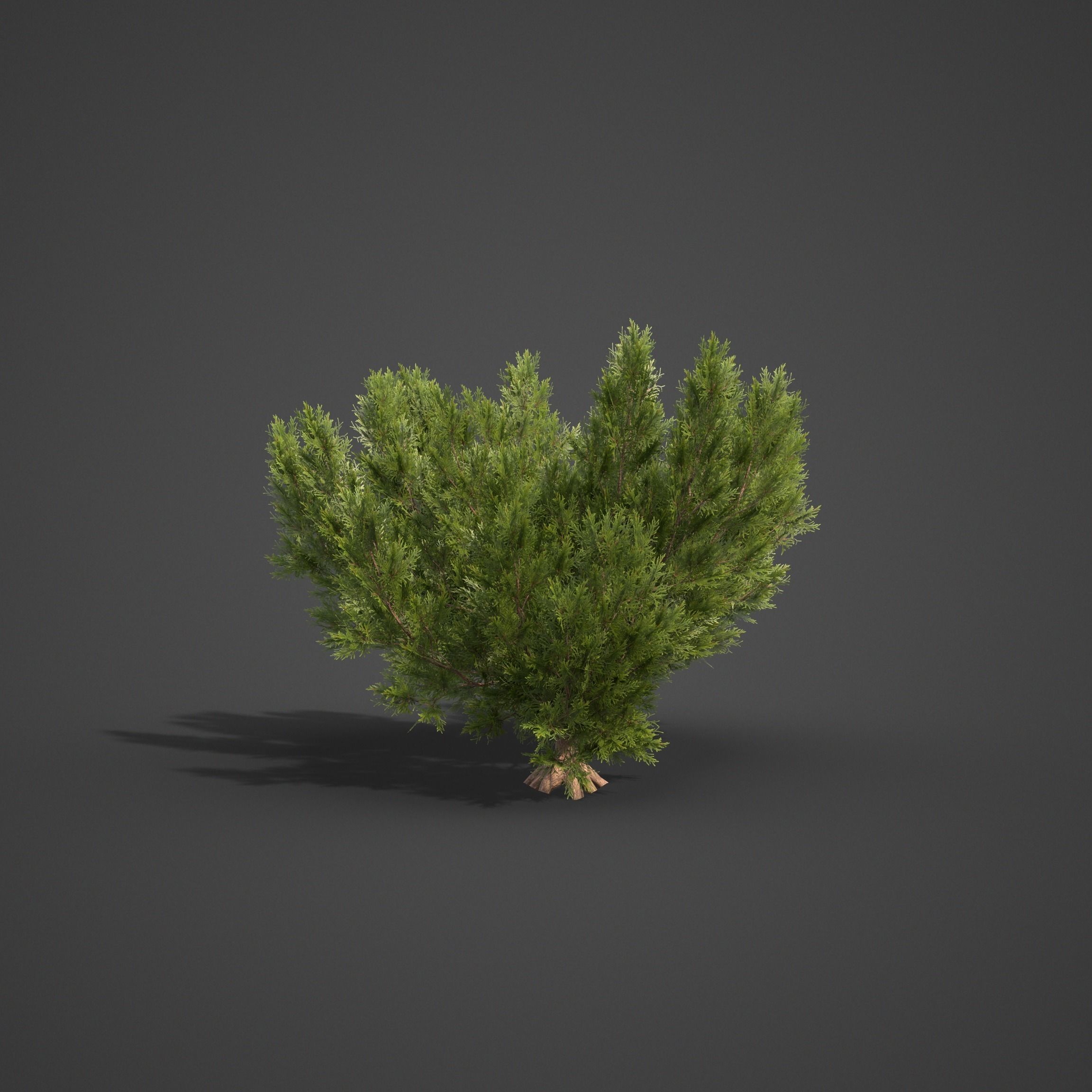 2021 PBR Hinoki False Cypress Collection - Chamaecyparis Obtusa 3D model_7
