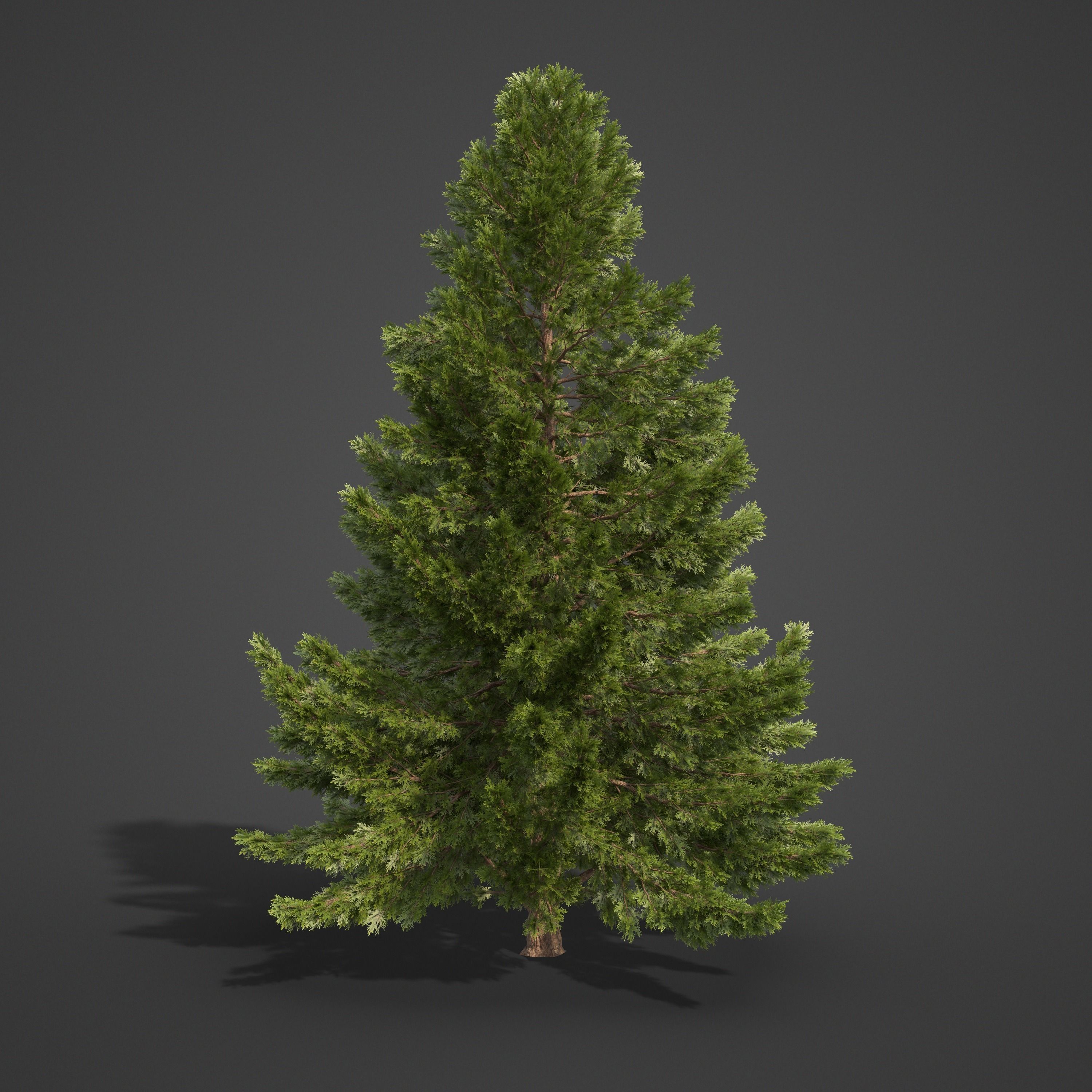 2021 PBR Hinoki False Cypress Collection - Chamaecyparis Obtusa 3D model_4