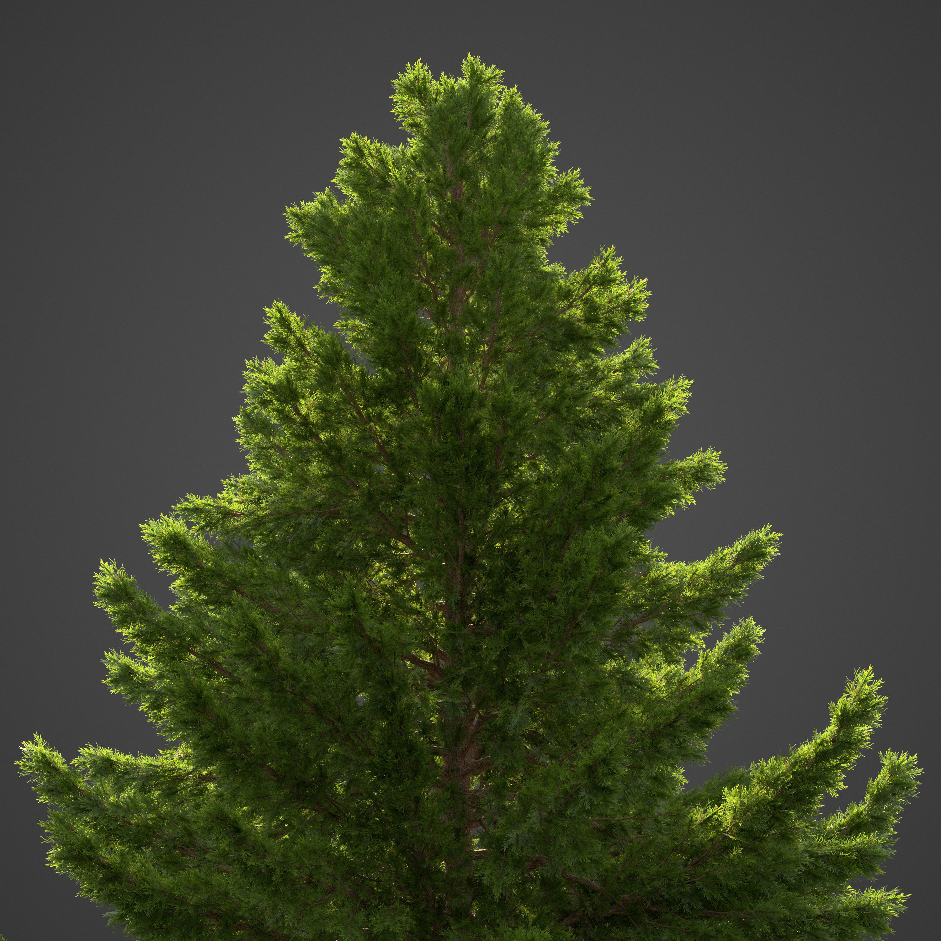 2021 PBR Hinoki False Cypress Collection - Chamaecyparis Obtusa 3D model_3