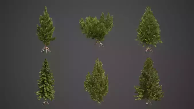 2021 PBR Hinoki False Cypress Collection - Chamaecyparis Obtusa 3D model