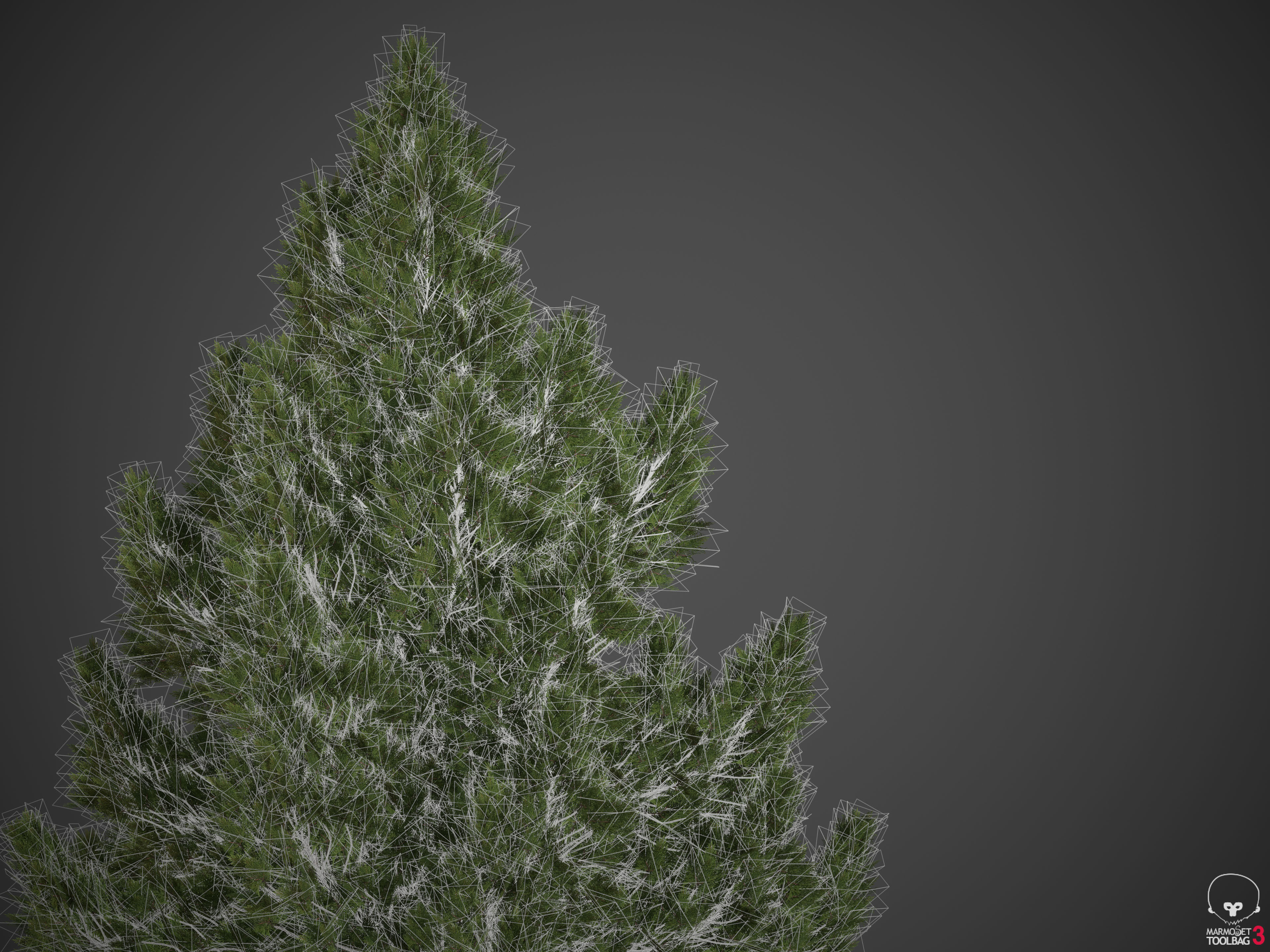 2021 PBR Hinoki False Cypress Collection - Chamaecyparis Obtusa 3D model_9