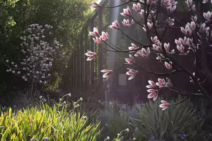 2024 - Saucer Magnolia - 6 MODELS - Magnolia Soulangeana  3D model