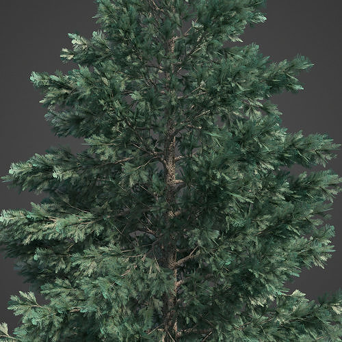 2021 PBR White Spruce Collection - Picea Engelmanni Glauca  3D model