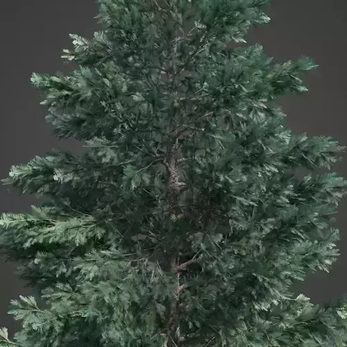 2021 PBR White Spruce Collection - Picea Engelmanni Glauca  3D model