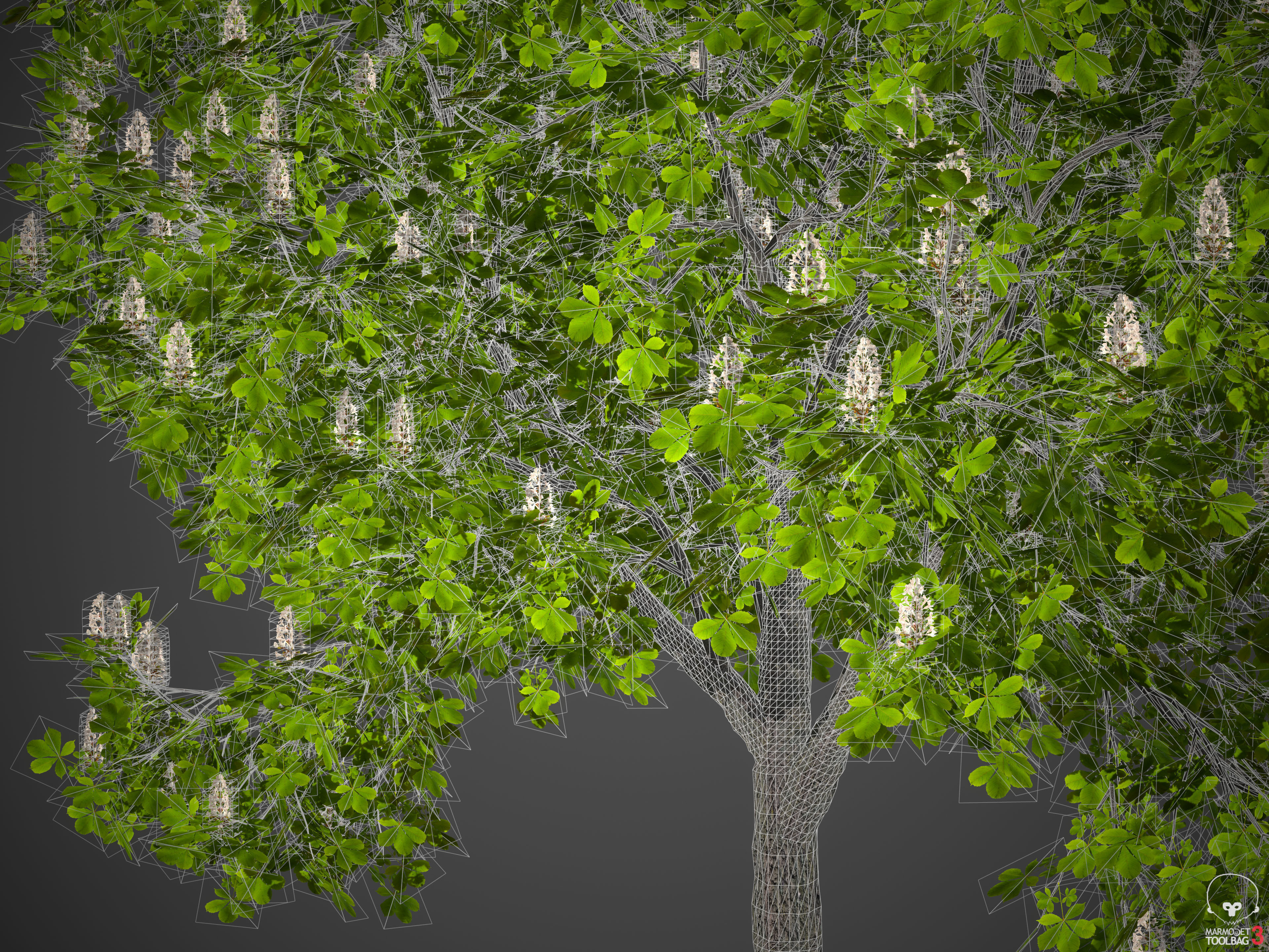2021 PBR Ohio Buckeye Collection - Aesculus Glabra  3D model_9