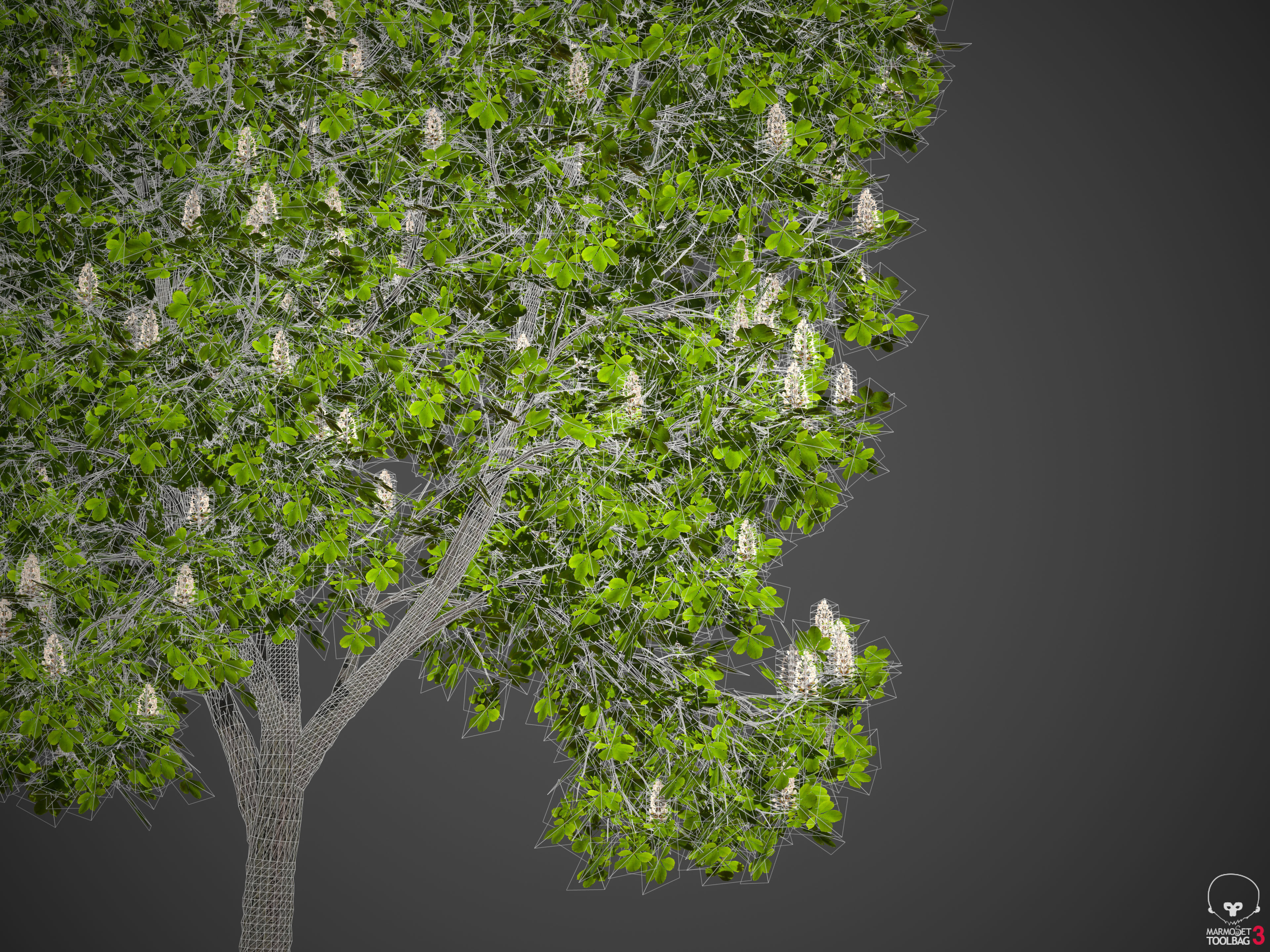 2021 PBR Ohio Buckeye Collection - Aesculus Glabra  3D model_8