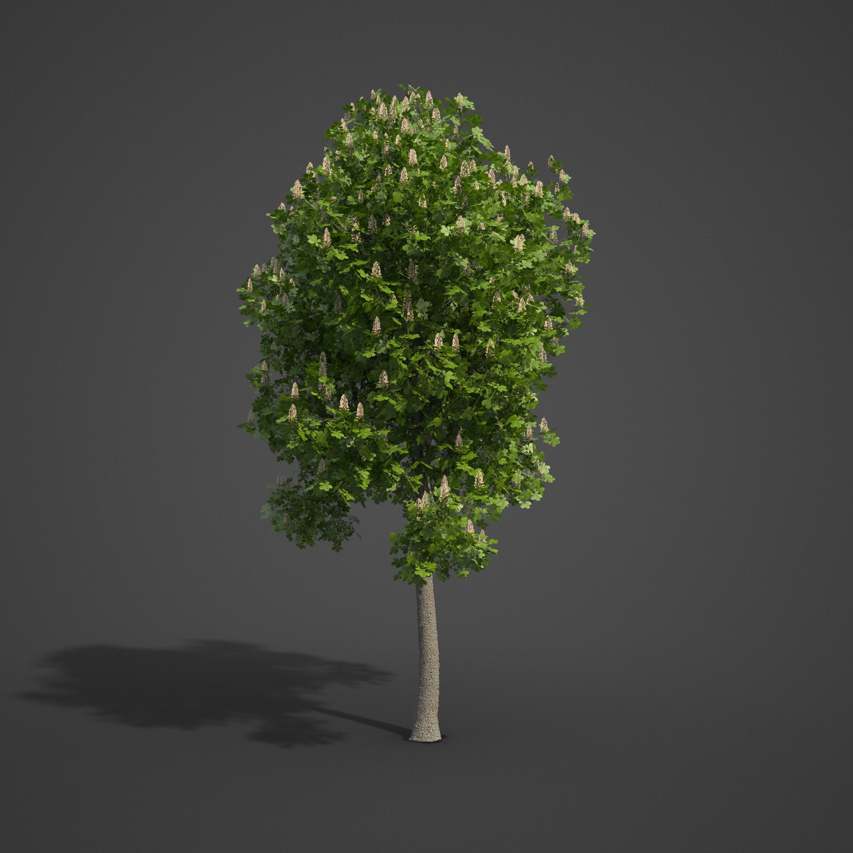 2021 PBR Ohio Buckeye Collection - Aesculus Glabra  3D model_6