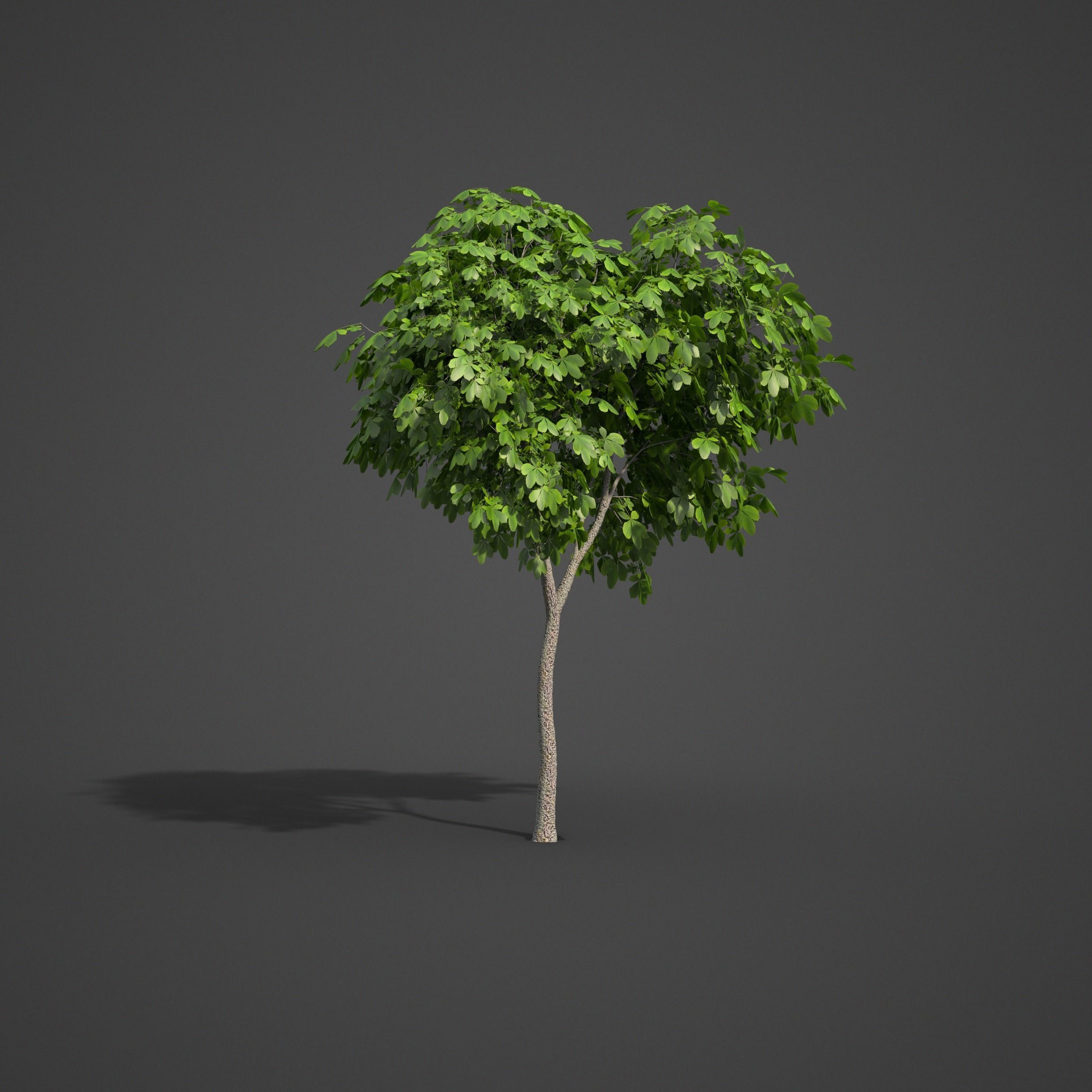 2021 PBR Ohio Buckeye Collection - Aesculus Glabra  3D model_4