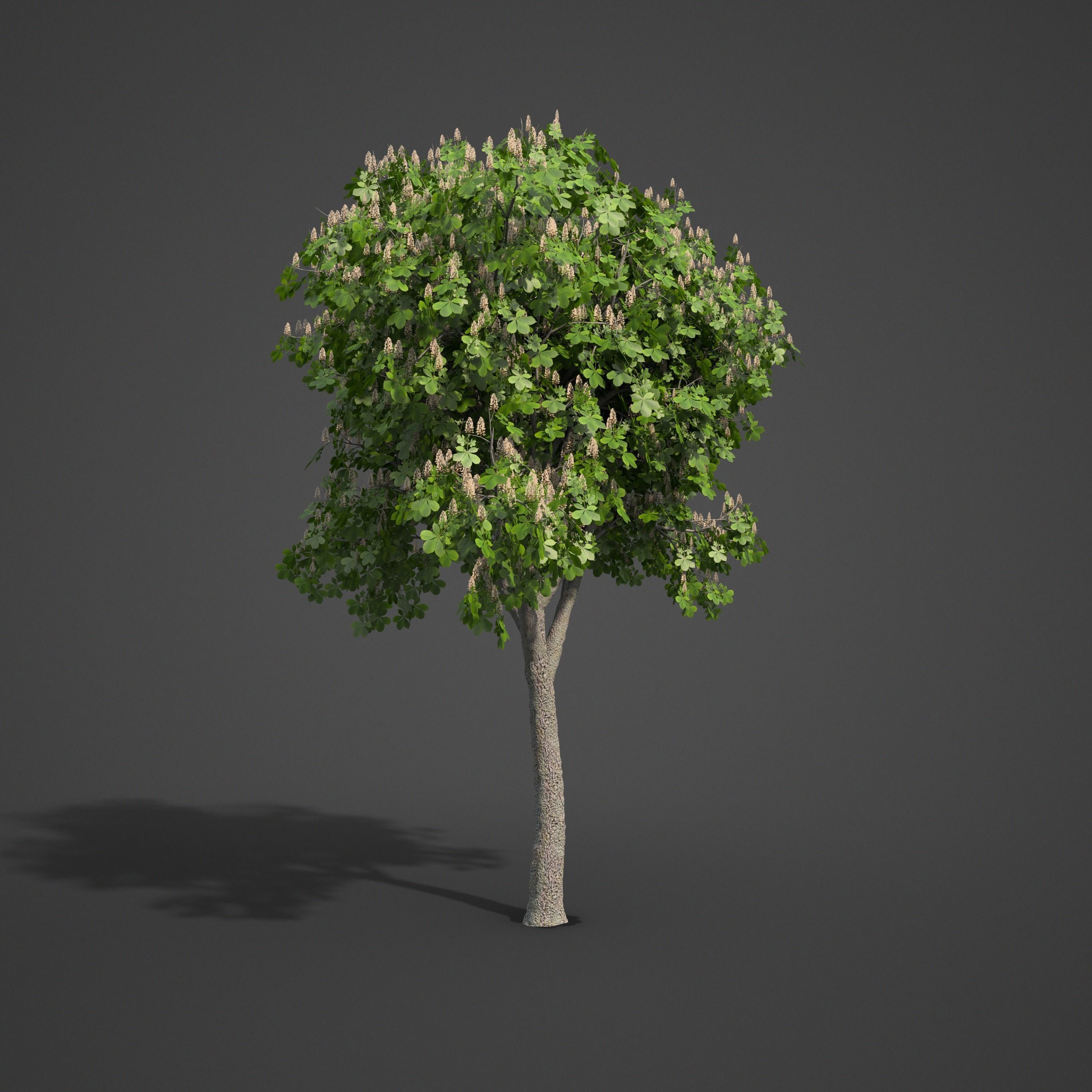 2021 PBR Ohio Buckeye Collection - Aesculus Glabra  3D model_5